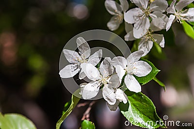 Blossoming spring flowers of an Apple-tree and green foliage