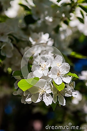 Blossoming spring flowers of an Apple-tree and green foliage