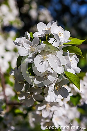 Blossoming spring flowers of an Apple-tree and green foliage