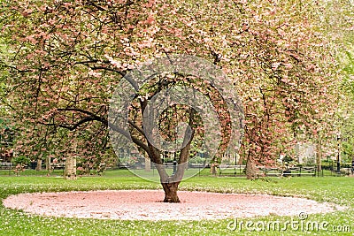 Blossoming tree in central park, NYC