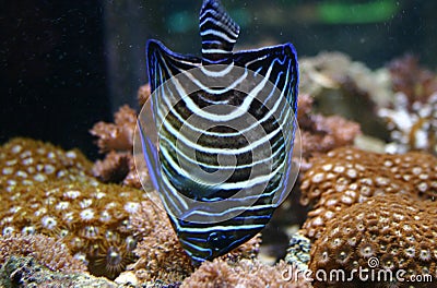 Blue angel fish