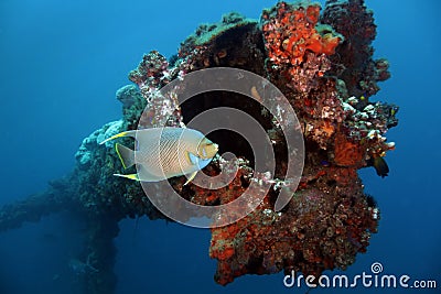 Blue Angelfish - Panama City Offshore