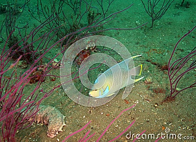 Blue Angelfish - Sea Cucumber