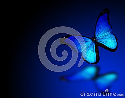 Blue butterfly on background