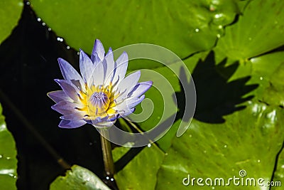 Blue cape water lily