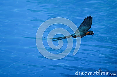 Blue Colored Tropical Parrot