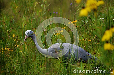 Blue Crane (Anthropoides paradiseus)