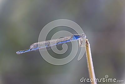 Blue Damselfly on Lavender stem