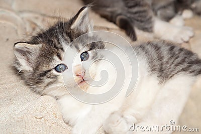 Blue Eyed Kitten