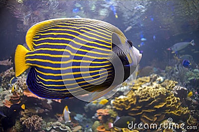 Blue Fish with Golden Stripes