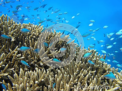 Blue fish swimming over coral