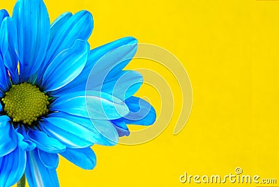 Blue Flower