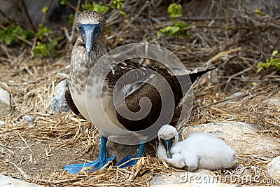 Blue footed booby with baby