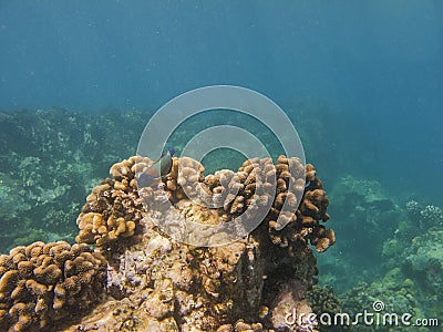 Blue head fish