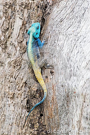 Blue headed agama lizard sitting on side of a tree baking in the