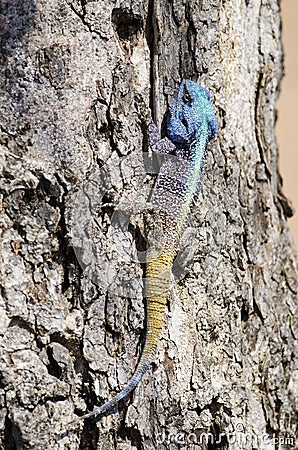 Blue headed lizard in tree