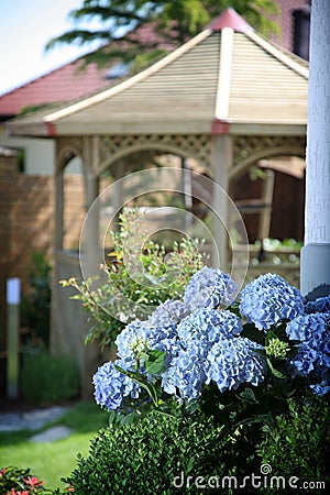 Blue hydrangeas in garden