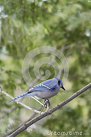Blue Jay with Banded Leg