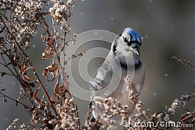 Blue jay