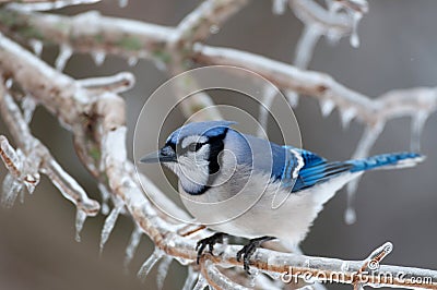 Blue jay on ice covered branches