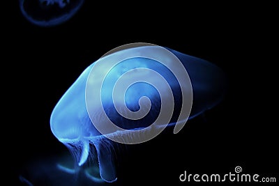 Blue Jelly fish