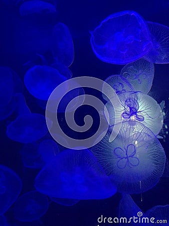 Blue jelly fish