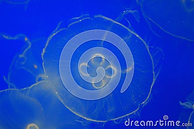 Blue Moon Jelly fish