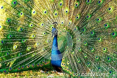 Blue peacock