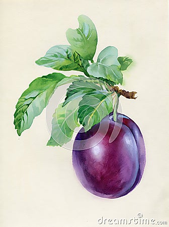 Blue plum branch