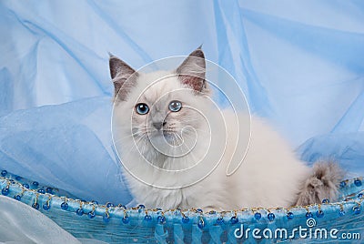 Blue point Ragdoll kitten sitting in blue basket