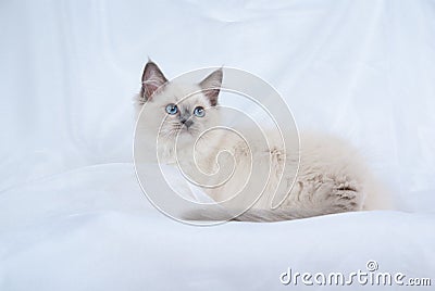 Blue point Ragdoll kitten on white background