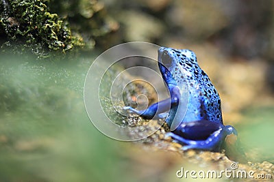 Blue poison dart frog