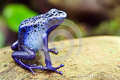 Blue poison dart frog, Dendrobates azureus