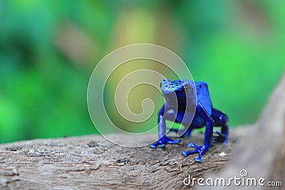 Blue poison dart frog