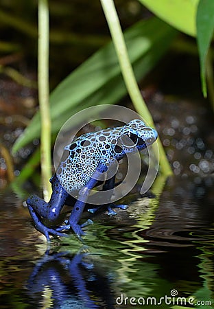 Blue poison frog in rainforest