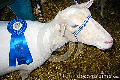 Blue ribbon winning Sheep