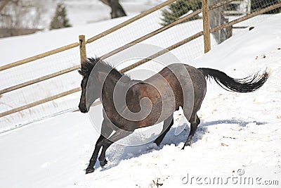 Blue Roan Quarter horse running in the snow.