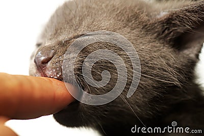 Blue Russian Cat Cub Biting on Finger