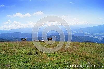 Blue sky in alps with cow