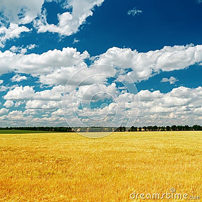 Blue sky over golden field