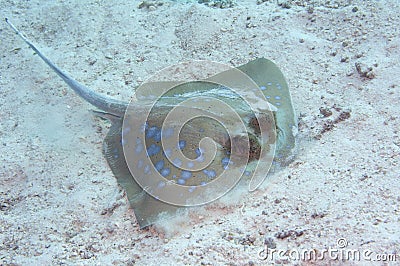 Blue spotted sting ray