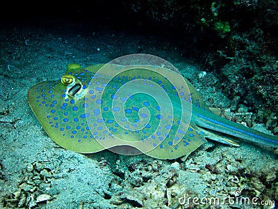 Blue Spotted Sting Ray