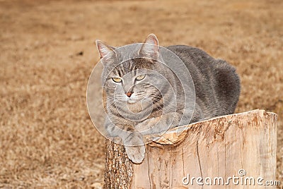 Blue tabby cat resting on top of a tree stump