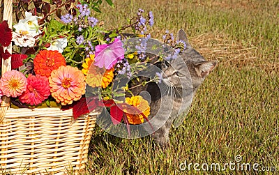 Blue tabby cat sniffing flowers