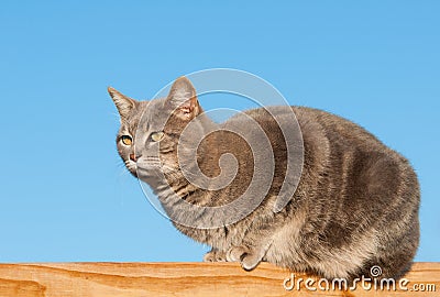 Blue tabby cat on wooden railing