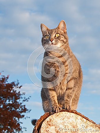 Blue tabby kitty cat on a log