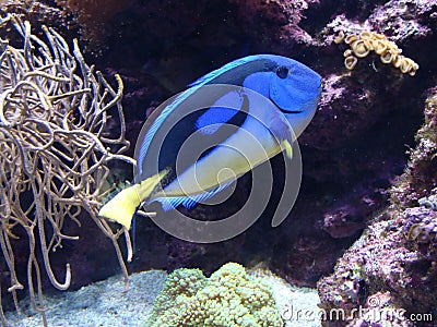 Blue Tang fish