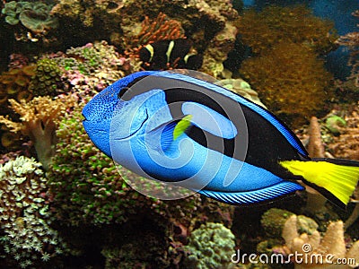 Blue Tang marine fish