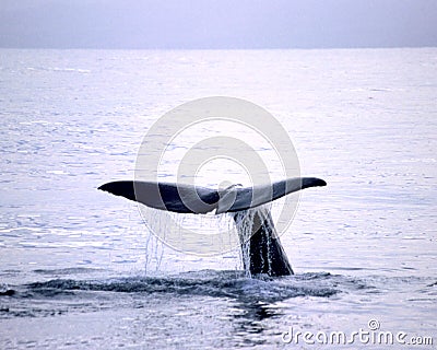 Blue Whale