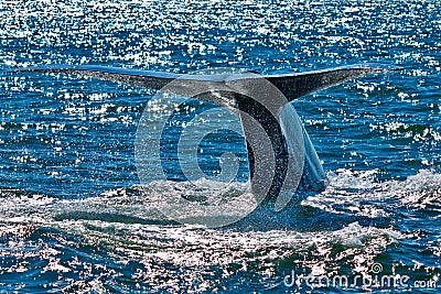 Blue Whale Breaching